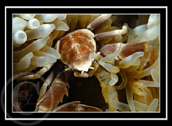 Mr Crab by Eric Javier 